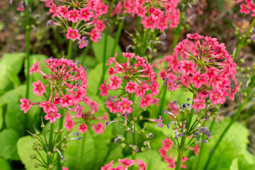 Mealy primrose or Primula Pulverulenta plant in Saint Gallen in Switzerland