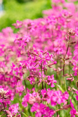 Obraz premium Sticky catchfly or Silene Viscaria plant in Saint Gallen in Switzerland