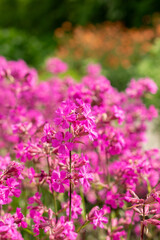 Obraz premium Sticky catchfly or Silene Viscaria plant in Saint Gallen in Switzerland