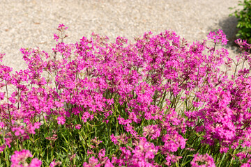 Sticky catchfly or Silene Viscaria plant in Saint Gallen in Switzerland
