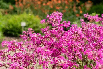 Obraz premium Sticky catchfly or Silene Viscaria plant in Saint Gallen in Switzerland