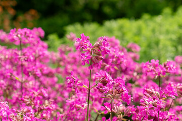 Obraz premium Sticky catchfly or Silene Viscaria plant in Saint Gallen in Switzerland