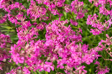 Obraz premium Sticky catchfly or Silene Viscaria plant in Saint Gallen in Switzerland