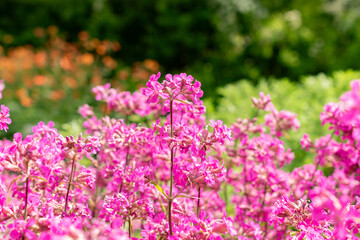 Sticky catchfly or Silene Viscaria plant in Saint Gallen in Switzerland
