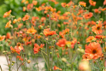 Geum Hybride plant in Saint Gallen in Switzerland