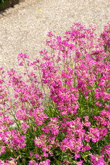 Fototapeta premium Sticky catchfly or Silene Viscaria plant in Saint Gallen in Switzerland