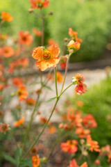Geum Hybride plant in Saint Gallen in Switzerland