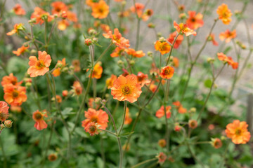 Geum Hybride plant in Saint Gallen in Switzerland