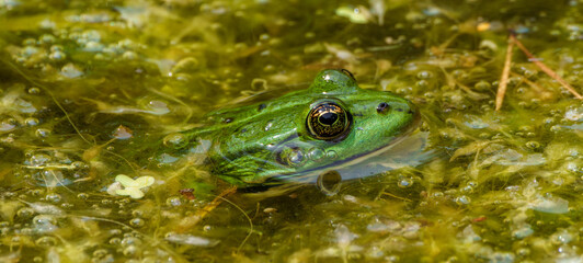 A green frog is swimming in a pond, focusing on the camera before it