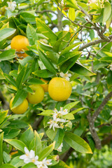 Oranges or Citrus Sinensis plant in Saint Gallen in Switzerland