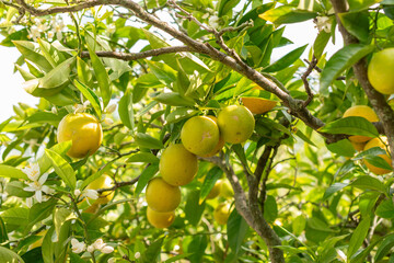 Oranges or Citrus Sinensis plant in Saint Gallen in Switzerland