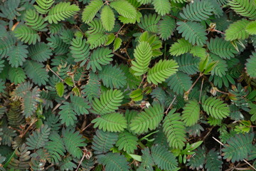 Close up view of Mimosa pudica or sleepy plant or the touch me not