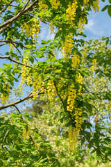 Fototapeta premium Scotch Laburnum or Laburnum Alpinum plant in Saint Gallen in Switzerland