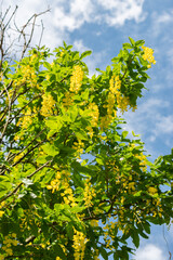 Scotch Laburnum or Laburnum Alpinum plant in Saint Gallen in Switzerland