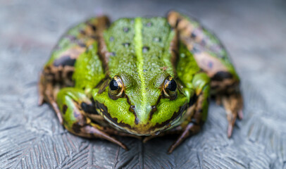 A green frog sits on a turtle shell, looking at the camera