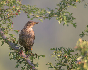 Thrush chick sunbathing perched on a Hawthorn branch in Alonsotegi, Bizkaia,Turdus philomelos