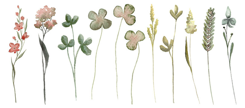 Wildflowers set watercolor illustration with thin spikelets and twigs. Hand drawn meadow wild flowers isolated floral bundle for invitation design and card template.