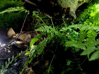 Beautiful texture of green fern leaves over water and bright side lighting. The subject of plants and natural forest backgrounds.