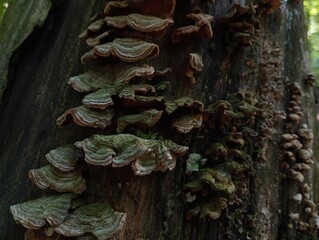 Old rotten wood mushrooms on a tree trunk in the forest. Natural backgrounds and textures with spicy mushrooms. Poisonous wood mushrooms are parasites on the trunk of a tree.