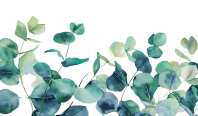 PNG Eucalyptus leaves backgrounds nature plant.