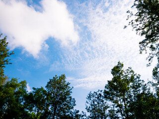 Fototapeta premium Blue sky and clouds through the treetops, view from below. The sky framed by green tree branches..