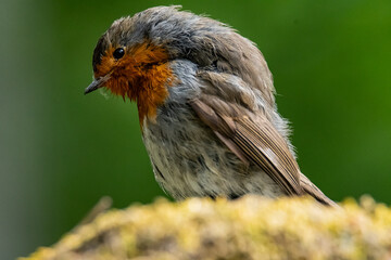 rouge gorge