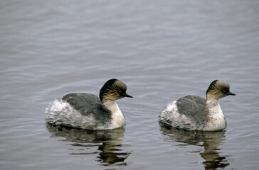 Grèbe aux belles joues,.Podiceps occipitalis, Silvery Grebe, Iles Falkland