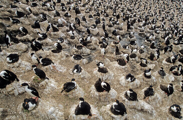 Cormoran impérial,.Leucocarbo atriceps , Imperial Shag,  Iles Falkland, Malouines