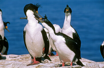 Cormoran impérial,.Leucocarbo atriceps , Imperial Shag,  Iles Falkland, Malouines