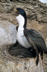 Cormoran impérial,.Leucocarbo atriceps , Imperial Shag,  Iles Falkland, Malouines