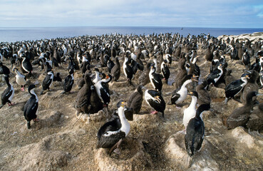 Cormoran impérial,.Leucocarbo atriceps , Imperial Shag,  Iles Falkland, Malouines