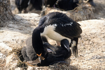 Obraz premium Cormoran impérial,.Leucocarbo atriceps , Imperial Shag, Iles Falkland, Malouines