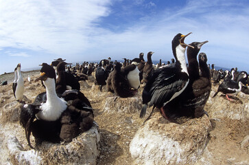 Cormoran impérial,.Leucocarbo atriceps , Imperial Shag,  Iles Falkland, Malouines