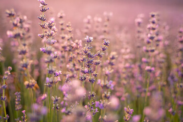 Blooming lavender field. Beautiful purple flowers. Regional organic cultivation.