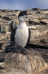 Cormoran impérial,.Leucocarbo atriceps , Imperial Shag,  Iles Falkland, Malouines