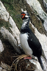 Cormoran de Magellan,.Leucocarbo magellanicus, Rock Shag