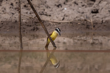 Luis bienteveo tomando agua 1