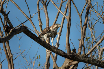Aguililla perchada cazando 3