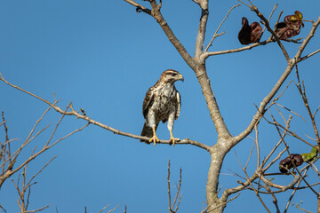 Aguililla perchada cazando 1