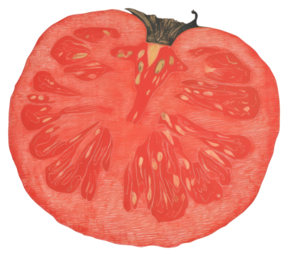 PNG Illustration of a tomato vegetable plant food.