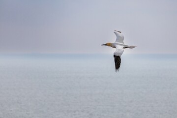 gannet in flight over the sea
