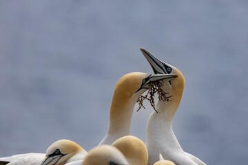 courtyard of gannets