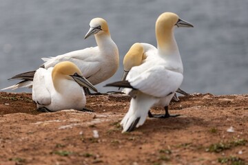 gannets on a cliff in a reserve