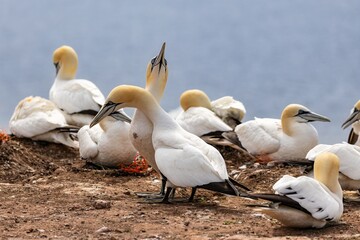 gannets on a cliff in a reserve