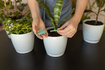 Close up of Female gardener hands adding houseplants fertilizer soil chopsticks to pot. Caring of...