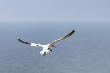 gannet in flight over the sea