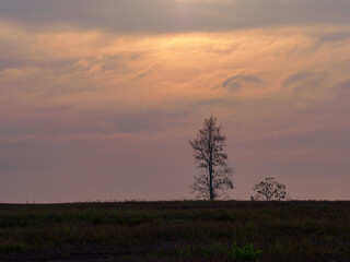 Fototapeta premium Sunsets over a row of trees and meadows.