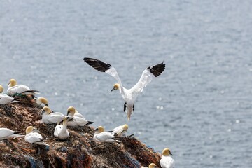 ganets on a cliff