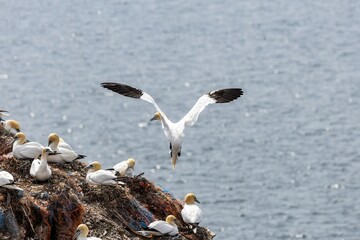 ganets on a cliff