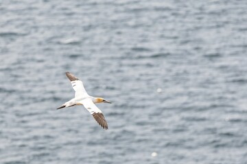 gannet in flight over the sea